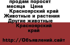 продам поросят 3,5 месяца › Цена ­ 4 000 - Красноярский край Животные и растения » Другие животные   . Красноярский край